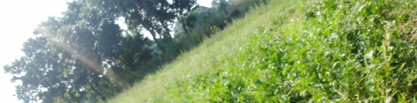 banner picture