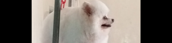 banner picture