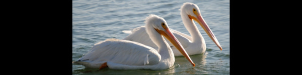banner picture
