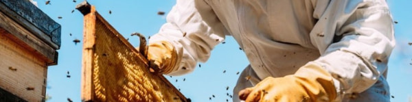 banner picture