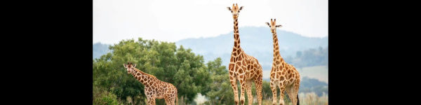 banner picture