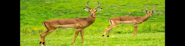 banner picture