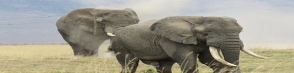 banner picture
