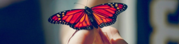 banner picture