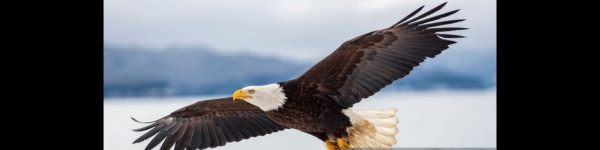 banner picture