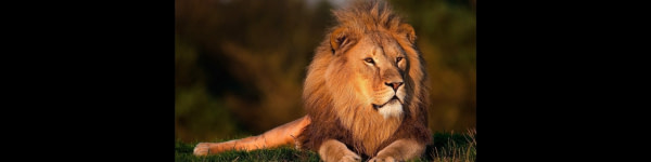 banner picture