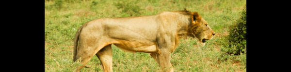 banner picture