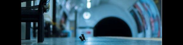 banner picture