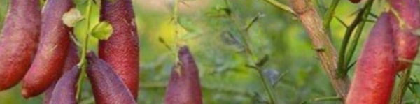 banner picture