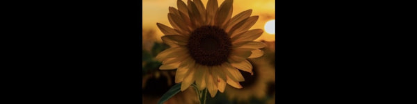 banner picture