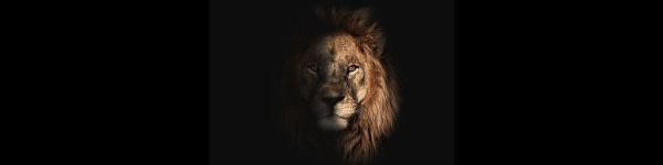 banner picture