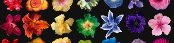 banner picture