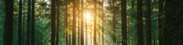 banner picture