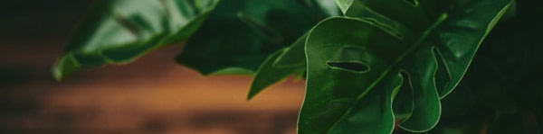 banner picture