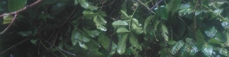 banner picture