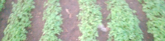 banner picture