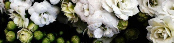 banner picture