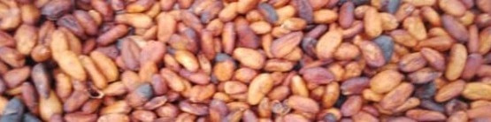 banner picture
