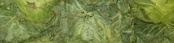 banner picture