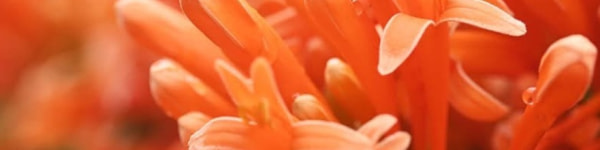 banner picture