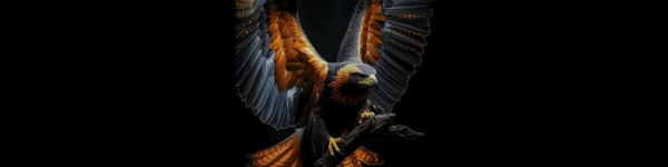 banner picture
