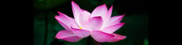 banner picture