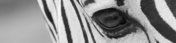 banner picture