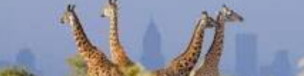 banner picture