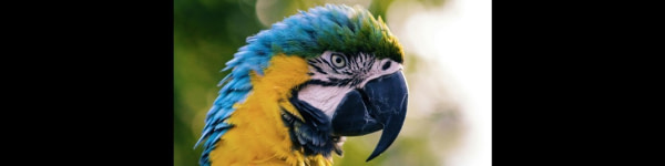 banner picture