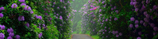banner picture