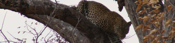banner picture