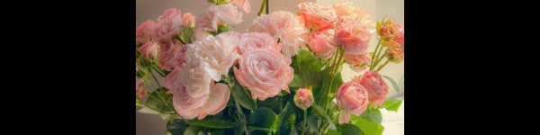 banner picture