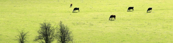 banner picture