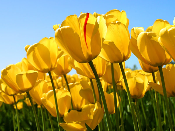 banner picture