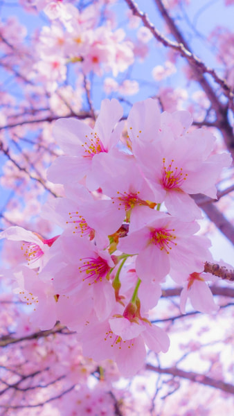 banner picture