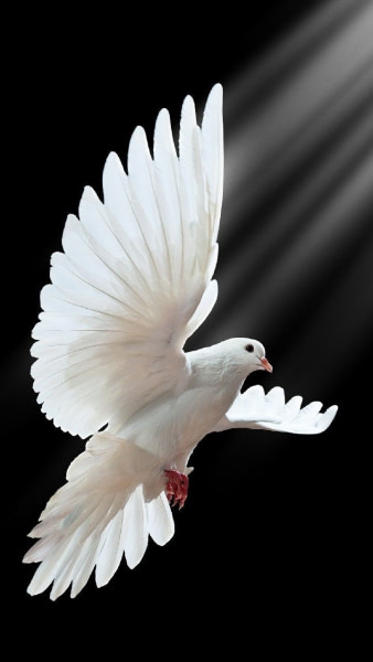 banner picture