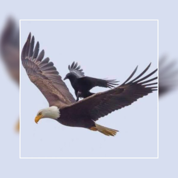 banner picture