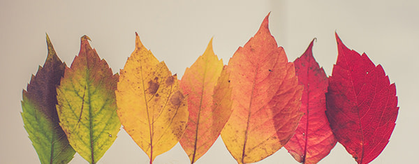 banner picture