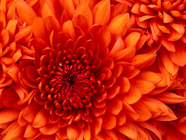 banner picture