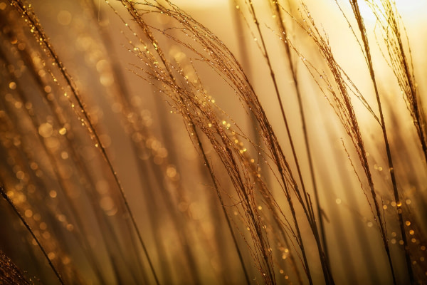 banner picture