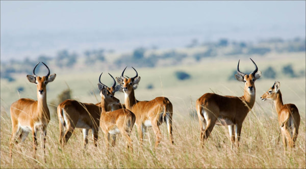 Antilopes en Tanzanie