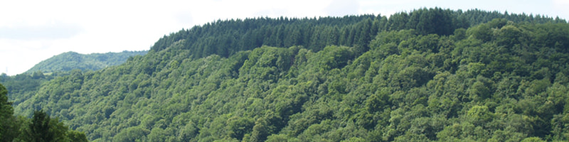 banner picture