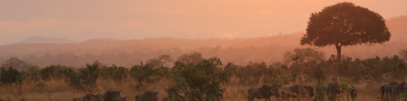 banner picture