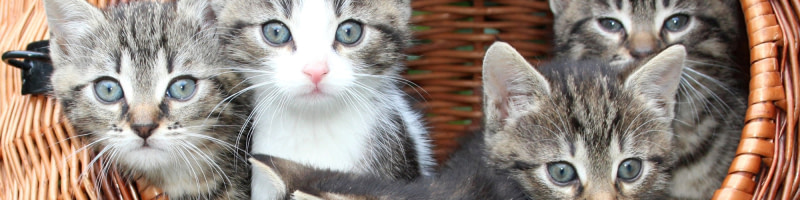 banner picture