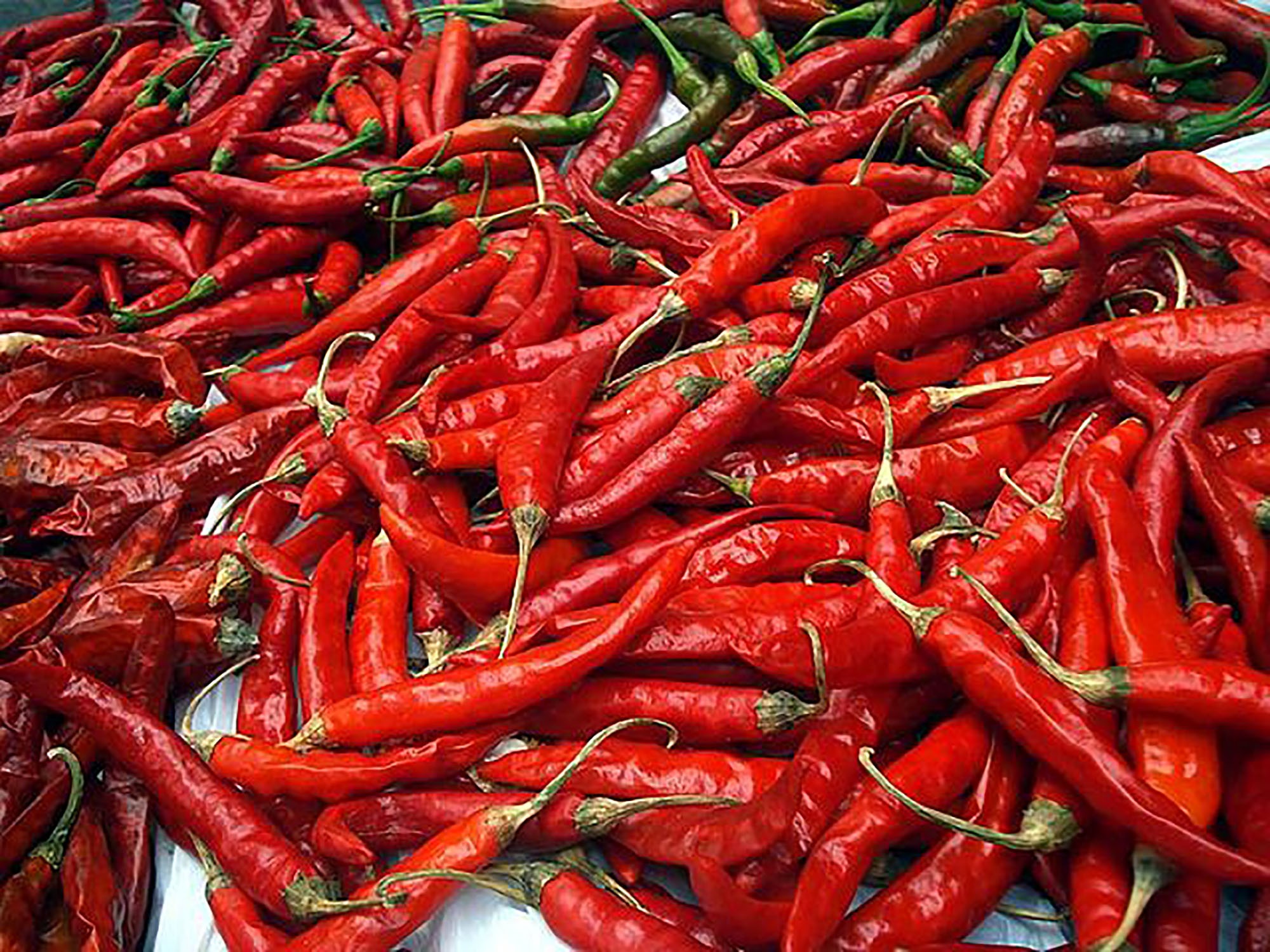 Rendement Du Piment à L Hectare En Cote D Ivoire