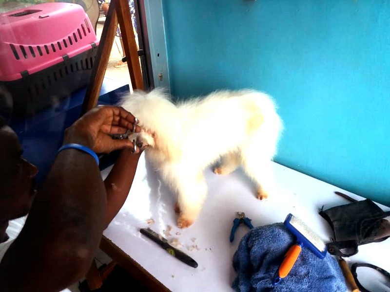 Dr Clauder S Cote D Ivoire Services Toilettage Dr Clauder S Cote D Ivoire Services Toilettage