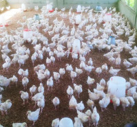 Elevage de poulet de chair