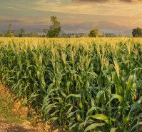Agriculture