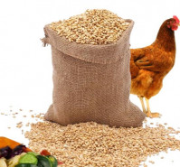 Aliment pour volaille