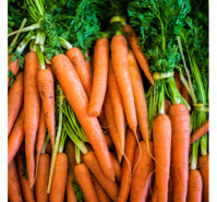 CAROTTES